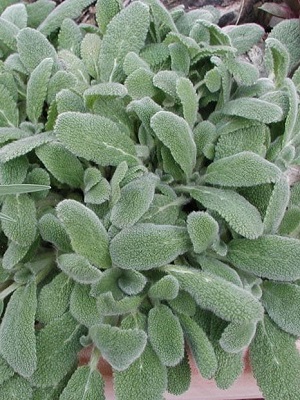 Stachys byzantina Little Lamb